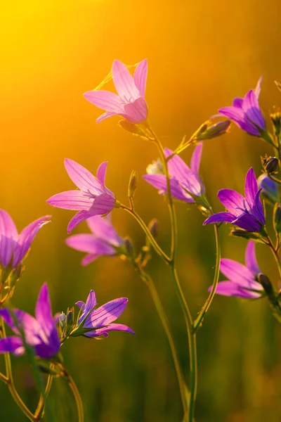 Pink Purple Blooms Bluebells Campanula Patula Diterangi Oleh Cahaya Matahari — Stok Foto