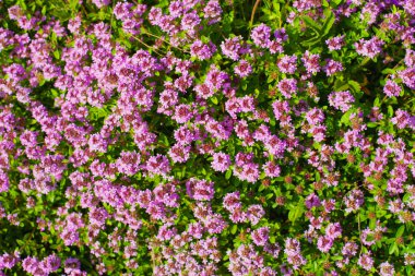 Açık havada bir yaz gününde çiçek açan kekik sapları. Yukarıdan görüntüle.