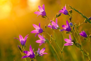 Batan güneşin pembe mavi çan çiçekleri (Campanula patula). Açık havada..