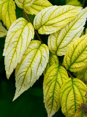 Kapalı sarı yapraklar Spiraea japonica 'yı dışarıda bırakıyor.