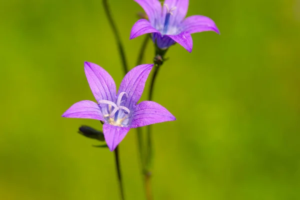 Фиолетовый Цвет Колокольчиков Campanula Patula Снаружи Низким Углом Обзора — стоковое фото