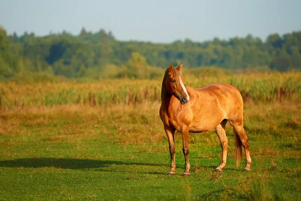 Μόνιμη Κόκκινο Άλογο Ένα Λιβάδι Πράσινο Γρασίδι Εξωτερικούς Χώρους Νωρίς — Φωτογραφία Αρχείου