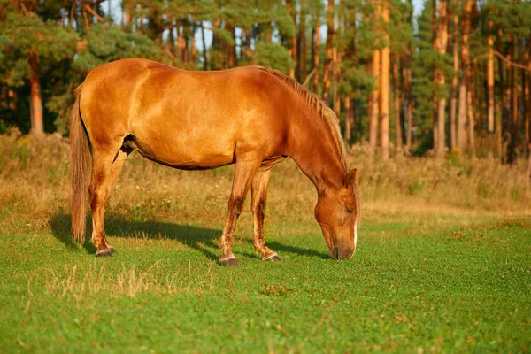 一匹全长棕色的马在牧场上吃草 一大早 低角度视图 侧视图 — 图库照片