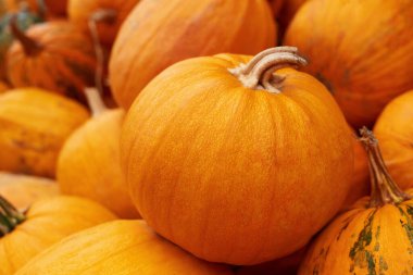 Toplanmış bir balkabağı yığınının üzerinde portakallı bir balkabağının yakın çekimi.