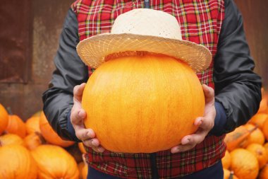 Yüzü olmayan beyaz bir adam olgun bir balkabağını elinde bir hasır şapkayla tutuyor. Ön cepheden alçak bir açıdan. Açık havada..