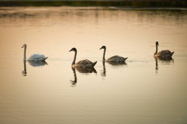 Bir grup genç gri kuğu akşamüstü gölün sularında yüzüyor..