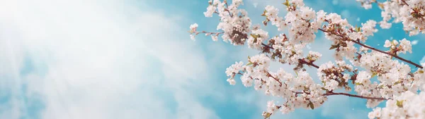 Çiçek açan ağaçların ve bulutlu mavi gökyüzünün güzel bahar arkaplanı. Uzayı kopyala Web afişi. Panorama.