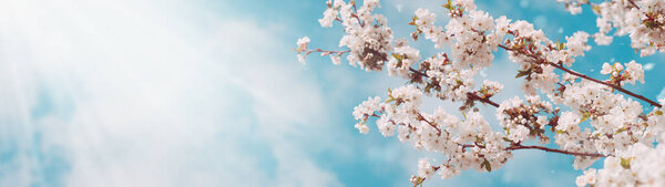 Beautiful spring background of blossoming trees and blue sky with clouds. Copy space. Web banner. Panorama.
