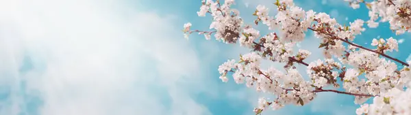 Bellissimo Sfondo Primaverile Alberi Fiore Cielo Blu Con Nuvole Ricevuto Foto Stock