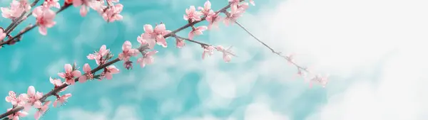 Vacker Vår Bakgrund Rosa Persika Blomma Och Himmel Med Moln Stockbild