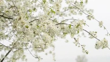 Kiraz çiçeğinin dalları rüzgarda sallanıyor. Yakınlaştırma hareketi.