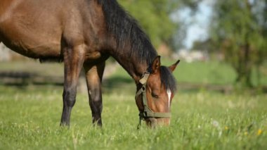 Genç kahverengi bir at bir yaz günü yeşil çimlerin üzerinde otlar. Düşük açı. Orta boy.