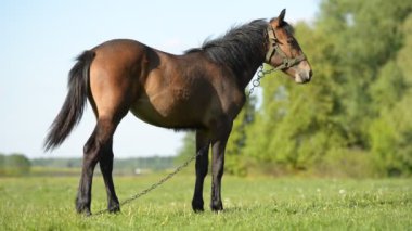 Genç kahverengi bir at, bir yaz günü yeşil çimlerin üzerinde tam bir büyüme içinde duruyor. Düşük açı görünümü.