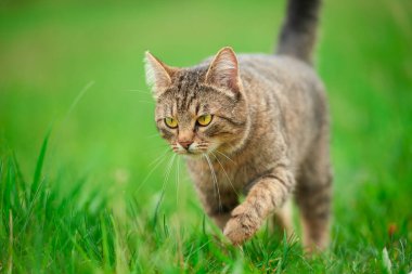 Yeşil çimlerde yürüyen çizgili kedi Yazın dışarıda.