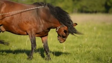 Kahverengi bir at zincirle bağlanmış, neşeyle yelesini çiziyor..