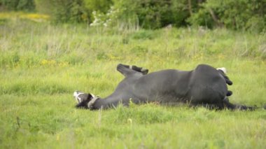 Siyah komik at yeşil çimlerin üzerinde yatıyor, arkada, dışarıda yuvarlanıyor..