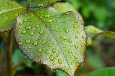 Su damlacıklarıyla kaplı bir gül yaprağının yakın çekimi, doğanın dingin güzelliğini yakalıyor. Bu an yağmurdan sonra sabah erken saatlerde meydana gelir, taze yeşillikleri ön plana çıkarır..