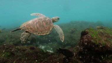 Galapagos kaplumbağası nefes kesici bir doğal ortamda yüzüyor..