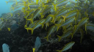 Galapagos Adaları 'nın sularında Meksika keçi balığı topluyor..