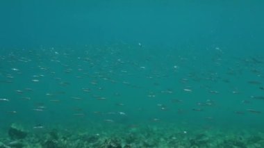 Okyanusta hızlı ve rastgele yüzen küçük parlak balıklar sürüsü.