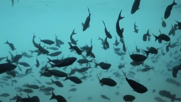 Ομάδα Ψαριών Στη Σιλουέτα Που Κολυμπούν Ειρηνικά Στη Θάλασσα — Αρχείο Βίντεο