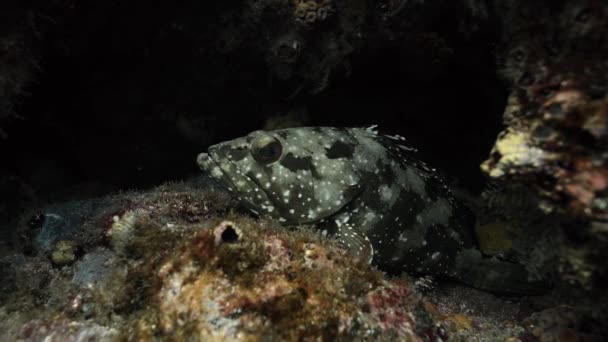 Flag Cabrilla Fisch Sitzt Auf Einem Felsen Ecuadorianischen Gewässern — Stockvideo