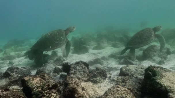 Duas Tartarugas Galápagos Pairando Sobre Areia Rochas Fundo Mar — Vídeo de Stock
