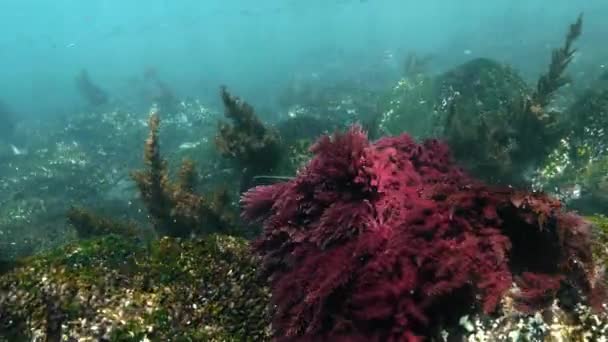 Marinhas Coloridas Com Uma Tartaruga Das Galápagos Comer Algas — Vídeo de Stock