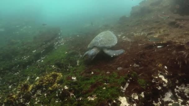 Galapagos Sköldpadda Äter Gräs Och Alger Vattnet — Stockvideo