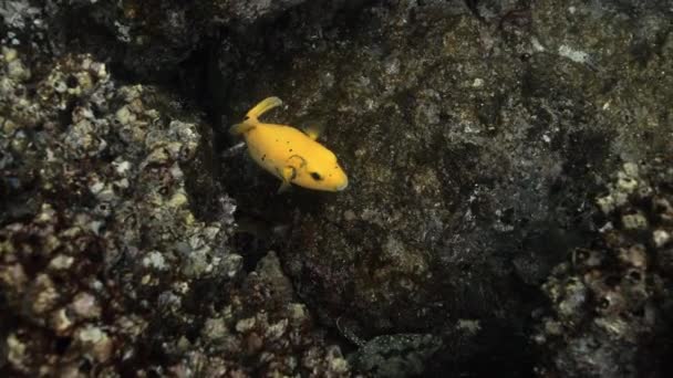 Close Look Yellow Guineafowl Puffer Hiding Corals — Stock Video