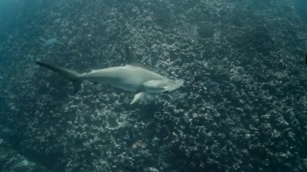 海の暗い神秘的な底をさまようハンマーシャーク — ストック動画