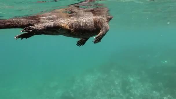 Νότια Αμερική Iguana Κολύμπι Στην Επιφάνεια Του Νερού — Αρχείο Βίντεο