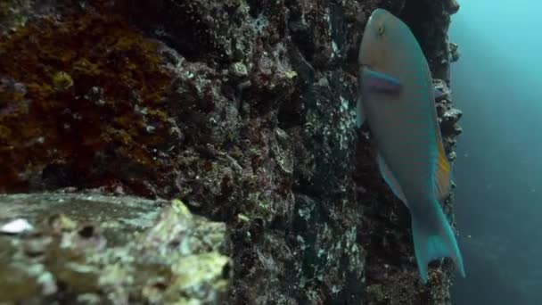 Színes Papagájhal Festői Korallfallal Szemben — Stock videók