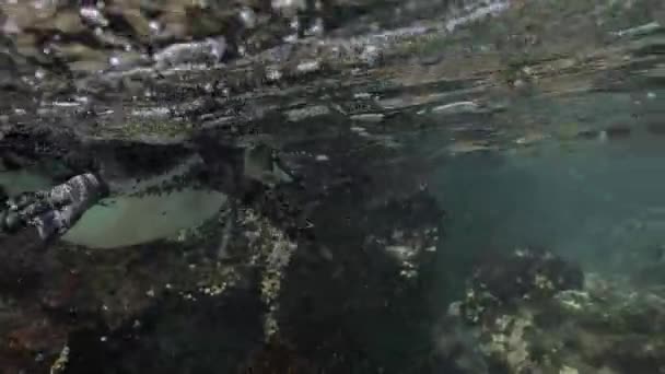 Lindo Pingüino Explorando Misterioso Mundo Submarino — Vídeos de Stock