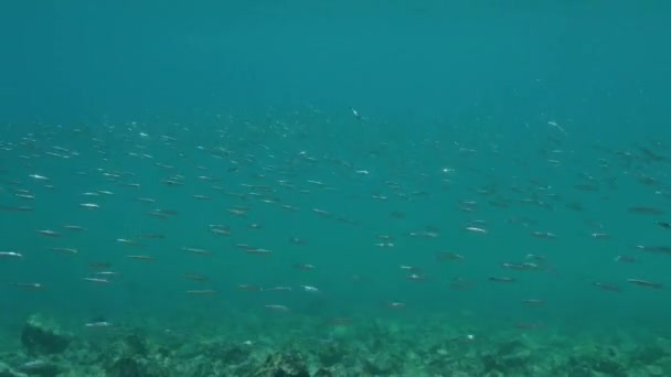 School Van Kleine Glimmende Vissen Zwemmen Snel Willekeurig Oceaan — Stockvideo