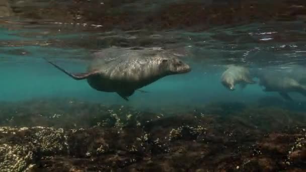 Χαρούμενη Θάλασσα Λιοντάρια Κολύμπι Και Κωπηλασία Πάνω Από Καφέ Πέτρες — Αρχείο Βίντεο
