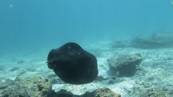 Black Rounded Sting Ray Fish Moving Sand Seabed — Stock Video