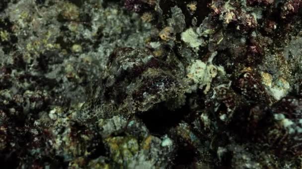 Dobrze Zakamuflowana Kamienna Skorpionka Ukrywająca Się Między Kolorowymi Koralowcami — Wideo stockowe