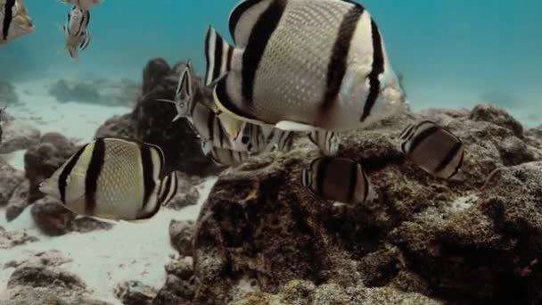 Υπέροχες Τρεις Budded Butterflyfish Συγκεντρώθηκαν Πάνω Από Καφέ Κοράλλι — Αρχείο Βίντεο