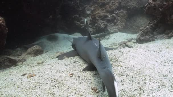ガラパゴス諸島のホワイトティップリーフサメ 世界遺産 — ストック動画