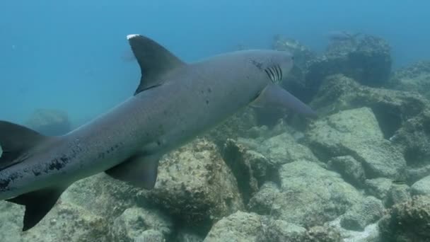 水中の大きな灰色のホワイトティップサンゴ礁サメの後に近いショット — ストック動画