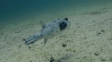 Balon balığı, deniz kumunun üzerinde küçük yüzgeçleriyle kürek çekiyor..