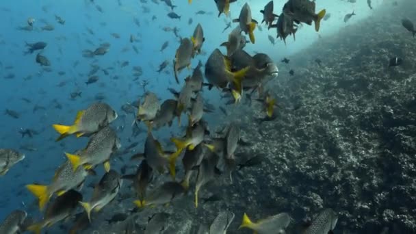 Sárga Farkú Grunts Unesco Világörökség Része Galapagos — Stock videók