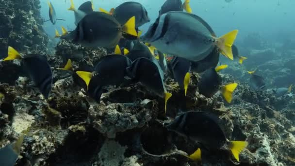 Olhar Mais Atento Sobre Peixe Cirurgião Cauda Amarela Oceano Pacífico — Vídeo de Stock