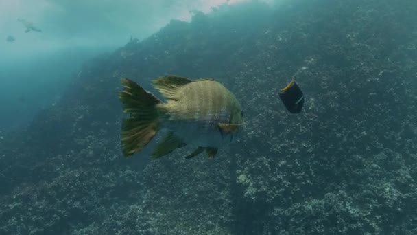 浅い海の水の中で大規模な禁止されたパルゴ水泳だけ — ストック動画