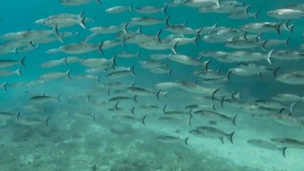 太平洋の鮮やかで光沢のある黒尾ボラの魚 — ストック動画