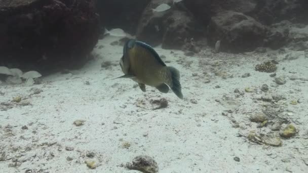 Μετά Λήψη Του Bumphead Parrotfish Που Εξερευνά Υπουδάτινες Περιοχές — Αρχείο Βίντεο