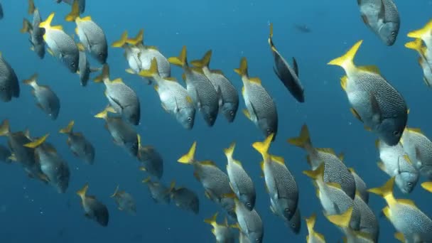 Impresionante Vista Grupo Peces Colores Océano Pacífico — Vídeos de Stock