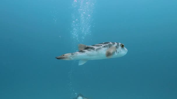 太平洋のブルズアイフグの近くで泳ぐダイバー — ストック動画
