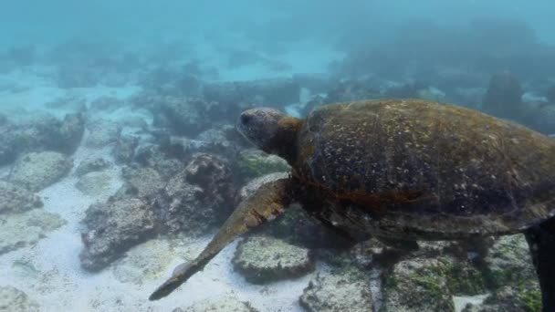 Pasifik Okyanusunda Yüzen Bir Deniz Kaplumbağasının Renkli Görüntüsü — Stok video